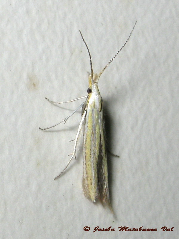 Coleophora sp. - Coleophoridae ?